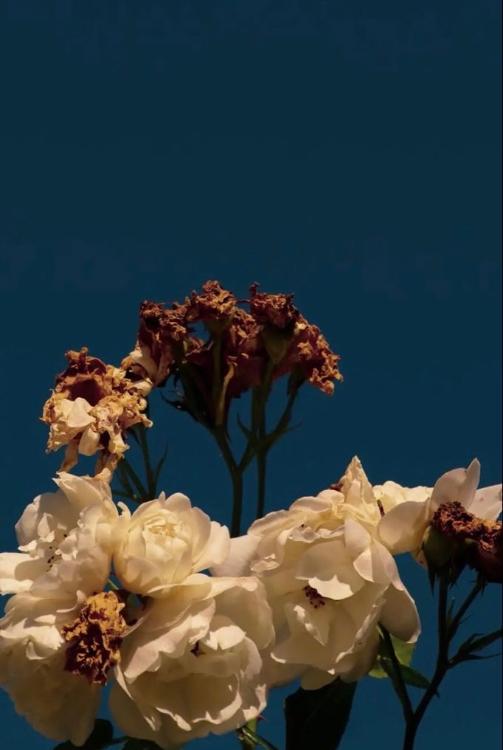 心が解けていく