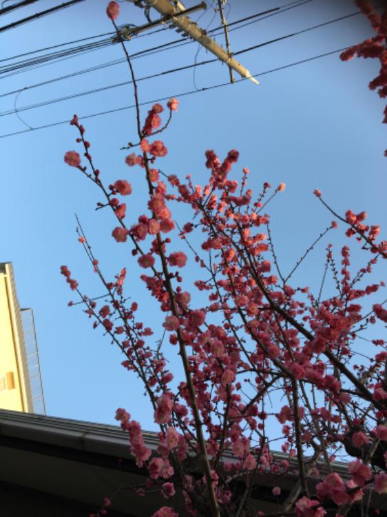 僕の小さな魔女。