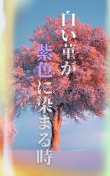 白い菫が紫色に染まる時