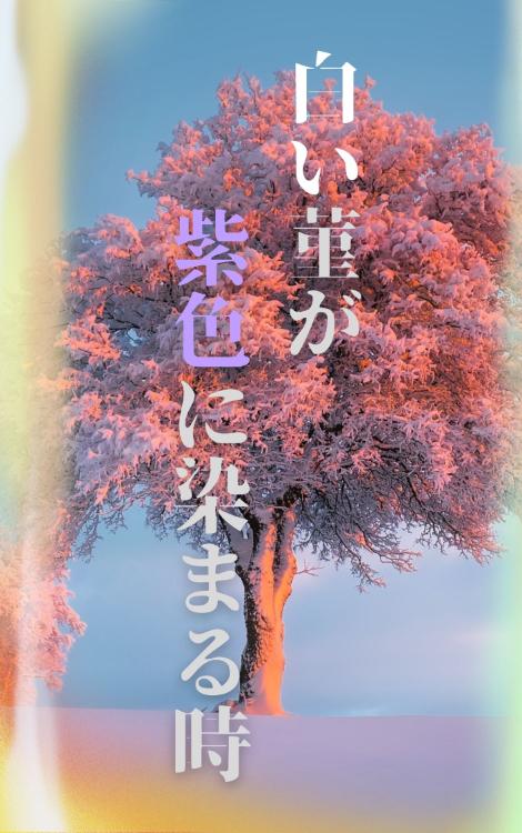 白い菫が紫色に染まる時