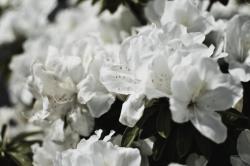 石の下に眠る君に早く 「愛してる」が言いたい