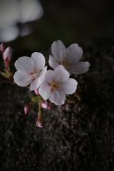 月下櫻涙―戻らない夜―