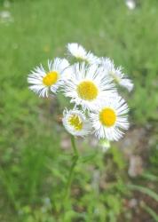 余命2年の初恋泥棒聖女は、同い年になった年下勇者に溺愛される。