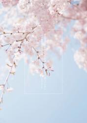 最強術者であることを隠して自由に生きようと思っていましたが現最強術者の花嫁になり溺愛されるようになりました