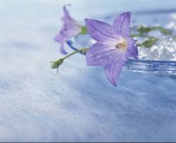 可愛い玩具が落とした靴