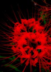 私だけの素敵なお城