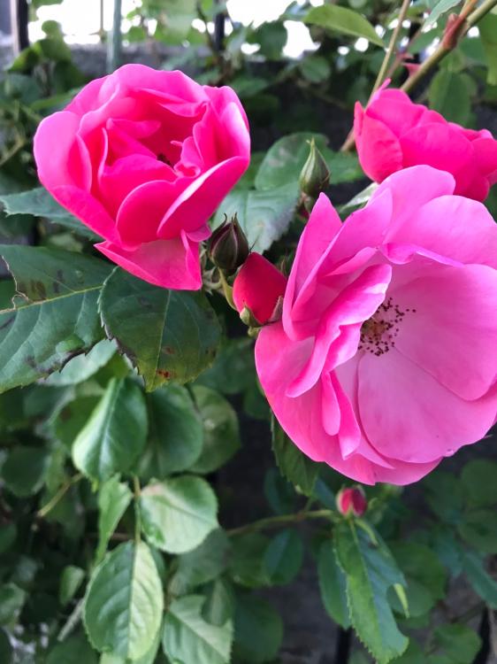 天才弁護士の溺愛ミステリー