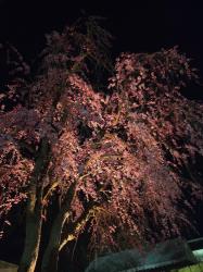 妖魔討伐中なので邪魔しないでください。～美少女妖魔払い手は感情を知る～