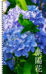 紫陽花