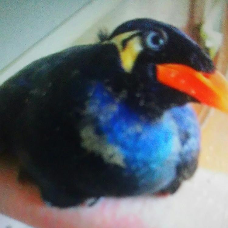 【青・超短編】九官鳥へ、唄。