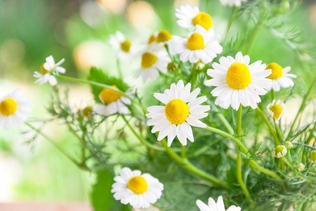 カモミール・ロマンス