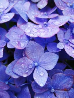 雨に恋した華 〜君とずっと〜