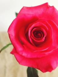 Honey ―イジワル男子の甘い求愛―