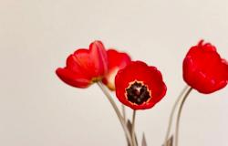 愛のない、上級医との結婚