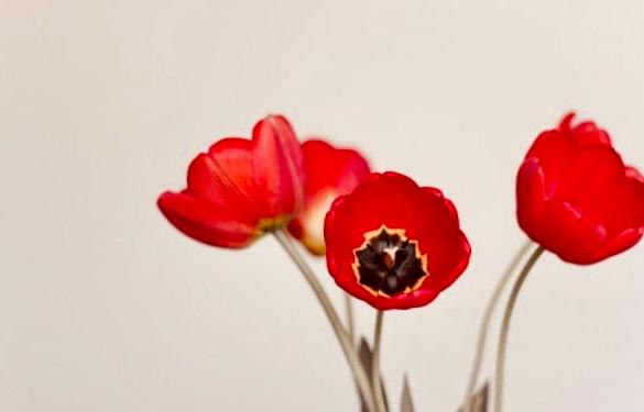 愛のない、上級医との結婚