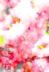 姫密桜