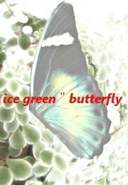 白緑蝶＂Ice green butterfly