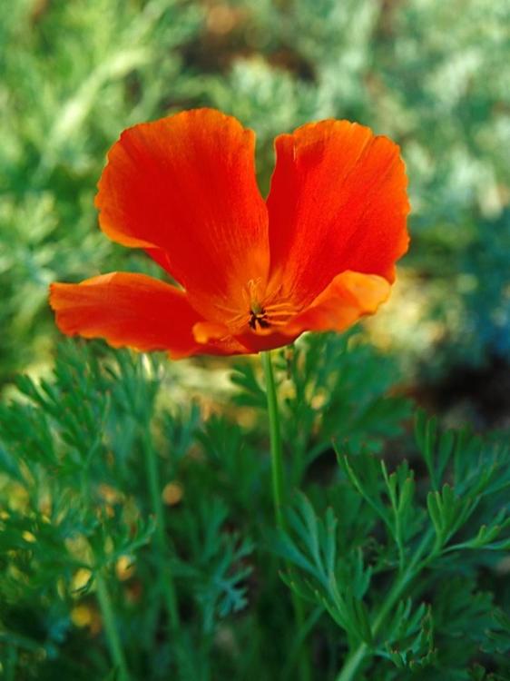 あしたはきっと、ゆめ日和