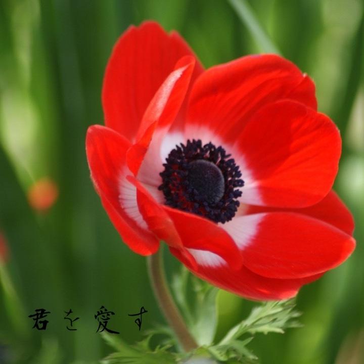 アネモネ*~風、君を愛す~
