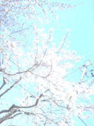 桜が舞い散る