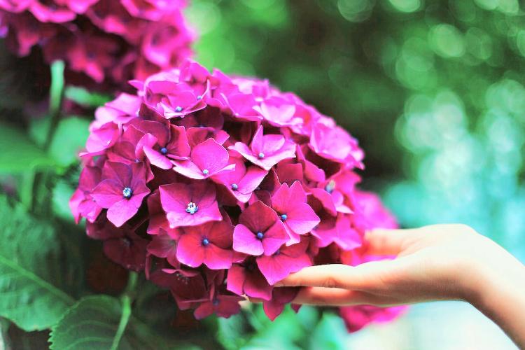 紫陽花が泣く頃に