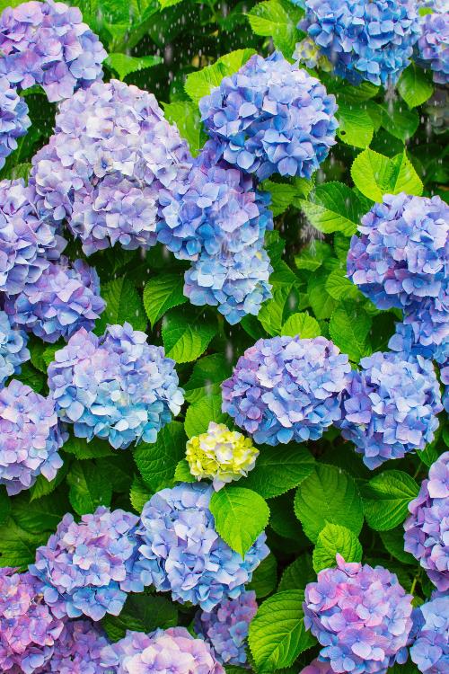 きみとなら、雨に濡れたい