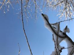 六花の恋－ライバルと同居することになりました？－【完】