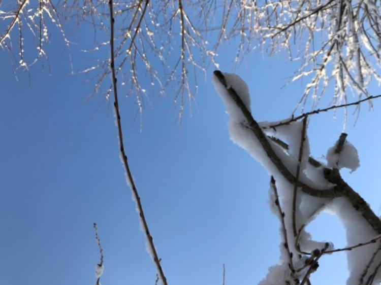 六花の恋－ライバルと同居することになりました？－【完】