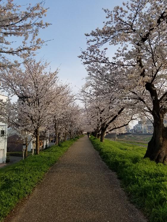 桜の花びらのように