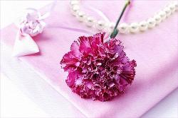 結婚白書Ⅲ　【風花】