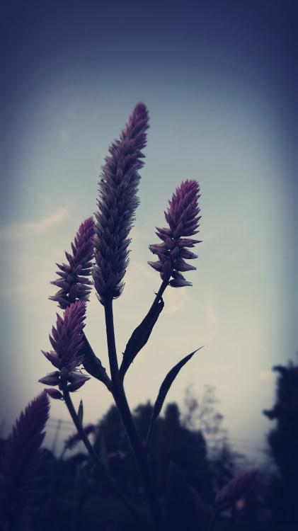 オクルコトバ【短編】