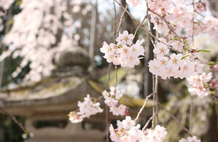同居人は幽霊サマ