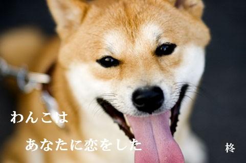 わんこはあなたに恋をした