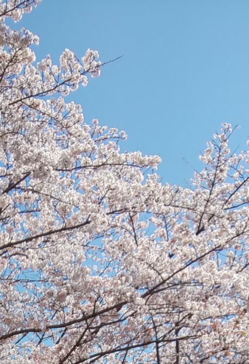 うそつきラブレター