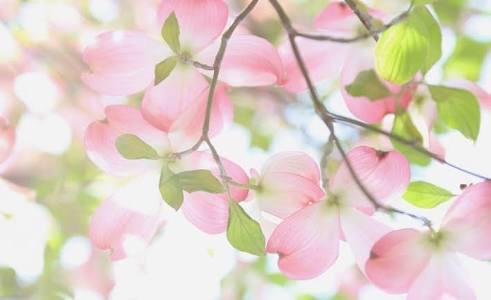 (仮) 【純愛DAYS〜3人のseason〜】