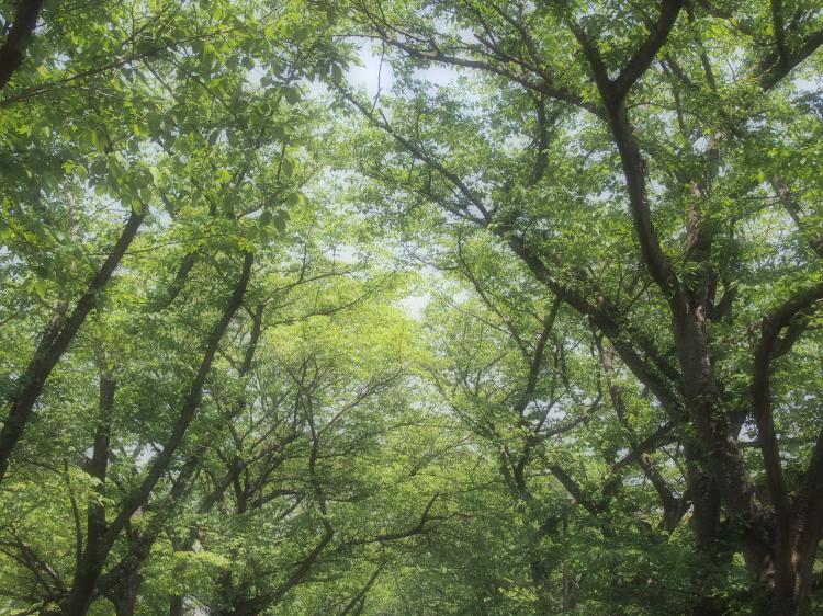 Iｆ・・・～もしもあの時死んでいたら～