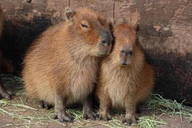 わたしときみと、カピバラ人間