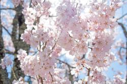 キミは、友達じゃない。