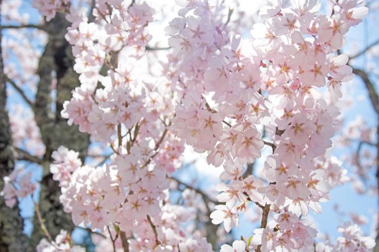 キミは、友達じゃない。