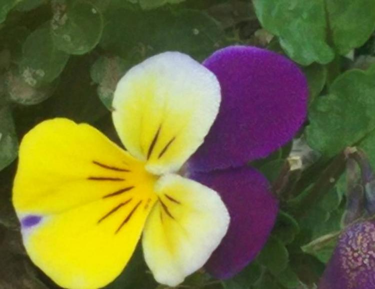 潔癖症の彼は、キスができるのですか?