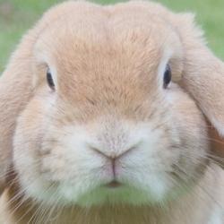 二兎追い続ければ二兎とも得る