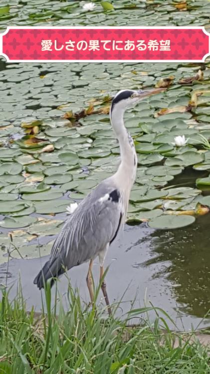 愛しさの果てにある希望