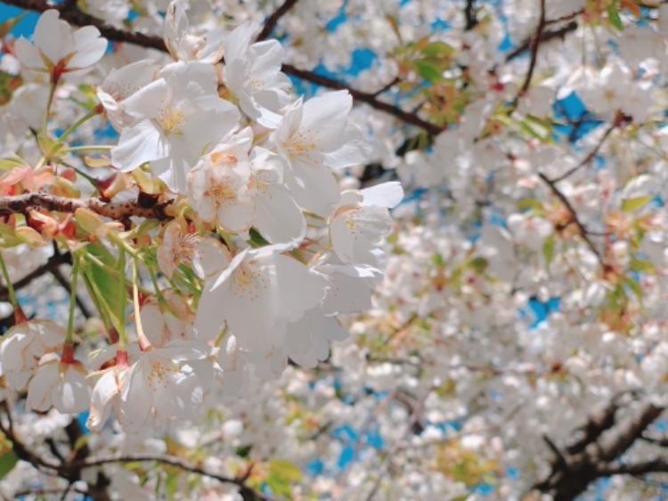 美人モデルは最強姫⁉︎