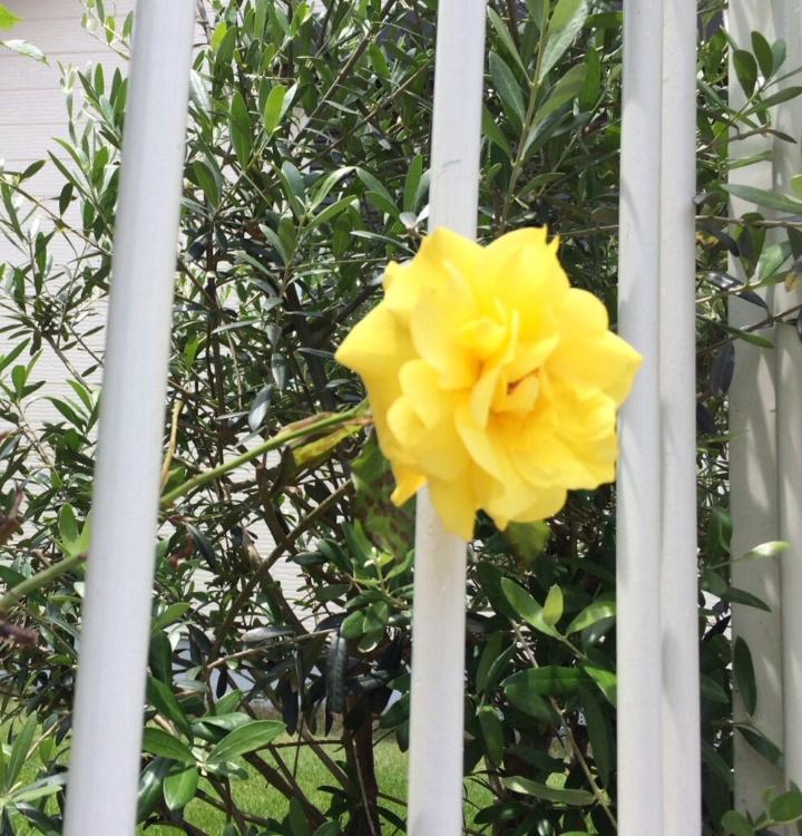 ある王国の物語。『白銀の騎士と王女 』