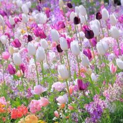 花に恋するチューリップ