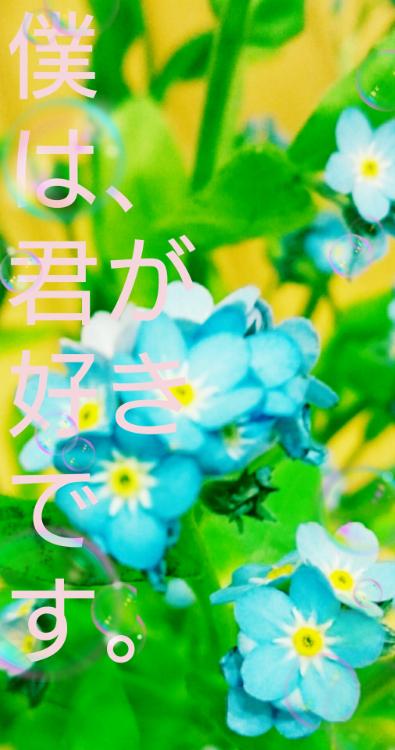 僕は、君が好きです。