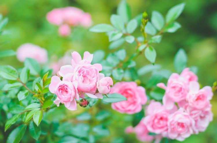 ブサイクだけど、キスしてくれますか？