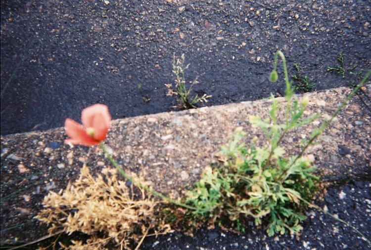 根暗な陰キャ、だけど図太い。こじらせ女子の生活日記。