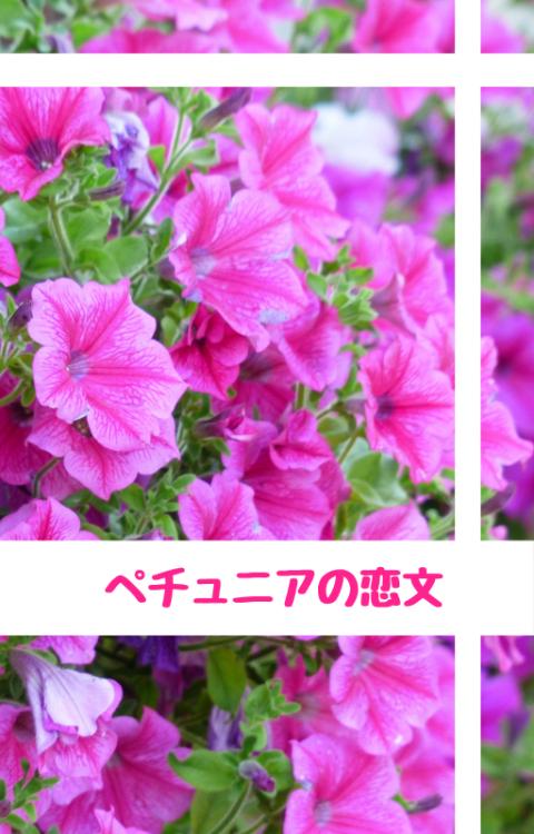 ペチュニアの恋文