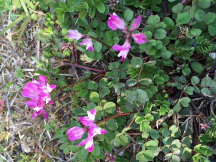 愛じゃなくても恋じゃなくても（仮）